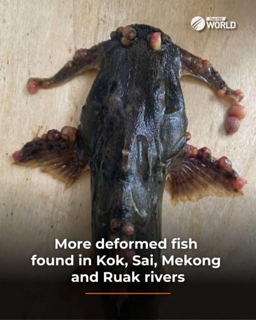 Kok၊ Sai၊ မဲခေါင်နှင့်Ruak မြစ်များတွင် ပိုမို၍ ပုံသဏ္ဍန်ပျက်နေသော ငါးများကို တွေ့ရှိရ